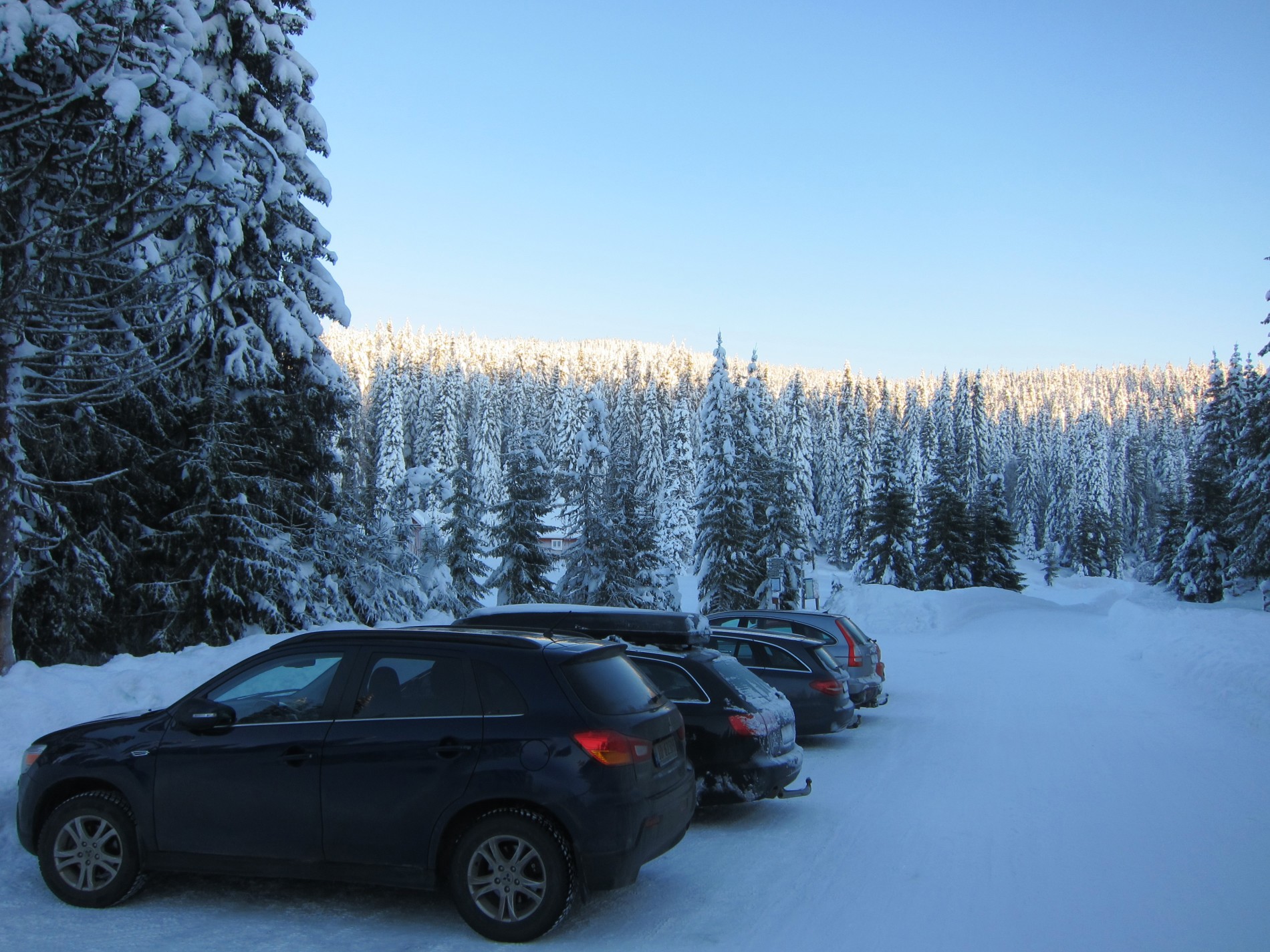 Vinterskog i Ullvildsdalen